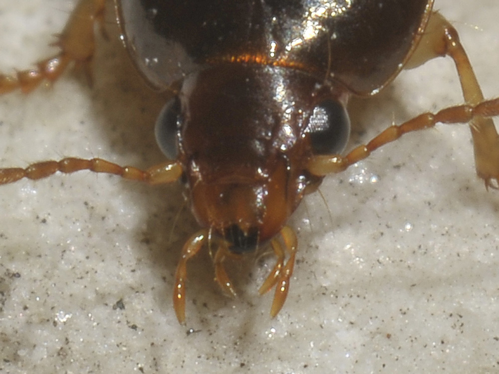 Harpalus immaturo? no, Amara (Celia) sp.